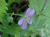 Wild Geranium; Crane's Bill (Geranium maculatum)