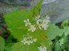 Garlic Mustard (Alliaria petiolata)
