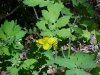 Greater Celandine; Wartweed (Chelidonium majus)