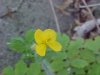 Greater Celandine; Wartweed (Chelidonium majus)