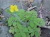 Greater Celandine; Wartweed (Chelidonium majus)