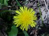 Common Dandelion (Taraxacum officinale)