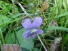 Common Blue Violet (Viola sororia)