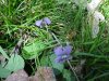 Common Blue Violet (Viola sororia)