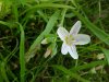 Spring Beauty (Claytonia virginica)
