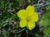 Canadian Dwarf Cinquefoil (Potentilla canadensis)