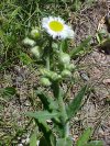 Philadelphia Fleabane (Erigeron philadelphicus)