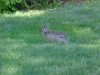 Rabbits of LDEO, Columbia Univ., Palisades, N.Y., USA