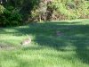 Rabbits of LDEO, Columbia Univ., Palisades, N.Y., USA