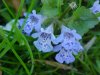 Ground Ivy; Gill-over-the-ground;  Creeping Charlie (Glechoma  hederacea)