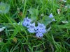 Ground Ivy; Gill-over-the-ground;  Creeping Charlie (Glechoma  hederacea)