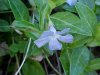 Periwinke; Myrtle (Vinca Minor)