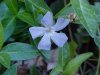 Periwinke; Myrtle (Vinca Minor)