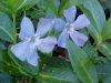 Periwinke; Myrtle (Vinca Minor)