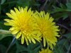 Common Dandelion (Taraxacum officinale)