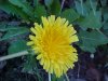 Common Dandelion (Taraxacum officinale)
