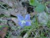 Common Blue Violet (Viola sororia)