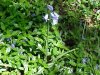 European Bluebells (Hycanthinoides non-scripta)