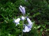 European Bluebells (Hycanthinoides non-scripta)