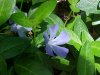 Periwinke; Myrtle (Vinca Minor)