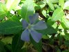 Periwinke; Myrtle (Vinca Minor)