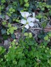 Wild Radish (Raphanus raphanistrum)