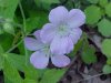Wild Geranium; Crane's Bill  (Geranium maculatum)
