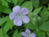 Wild Geranium; Crane's Bill  (Geranium maculatum)