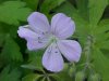 Wild Geranium; Crane's Bill (Geranium maculatum)