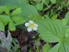 Common Strawberry (Fragaria virginiana)