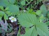 Common Strawberry (Fragaria virginiana)