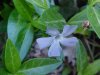 Periwinke; Myrtle (Vinca Minor)