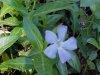 Periwinke; Myrtle (Vinca Minor)