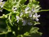 Garlic Mustard (Alliaria petiolata)