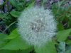 Dandelion seedhead (Taraxacum officinale)