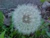 Common Dandelion (Taraxacum officinale)