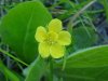 Canadian Dwarf Cinquefoil (Potentilla canadensis)