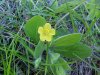 Canadian Dwarf Cinquefoil (Potentilla canadensis)