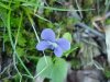Common Blue Violet (Viola sororia)