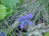 Common Blue Violet (Viola sororia)