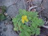 Greater Celandine; Wartweed (Chelidonium majus)