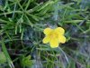 Canadian Dwarf Cinquefoil (Potentilla canadensis)