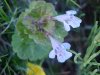 Ground Ivy; Gill-over-the-ground;  Creeping Charlie (Glechoma  hederacea)