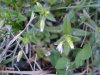 Mouse-ear Chickweed (Cerastium fontanum)