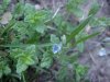 Germander Speedwell; Bird's-eye Speedwell (Veronica chamaedrys)