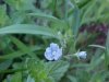 Germander Speedwell; Bird's-eye Speedwell (Veronica chamaedrys)