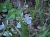 Germander Speedwell; Bird's-eye  Speedwell (Veronica chamaedrys)