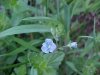 Germander Speedwell; Bird's-eye Speedwell (Veronica chamaedrys)