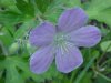 Wild Geranium; Crane's Bill  (Geranium maculatum)