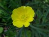Common Buttercup (Ranunculus acris)